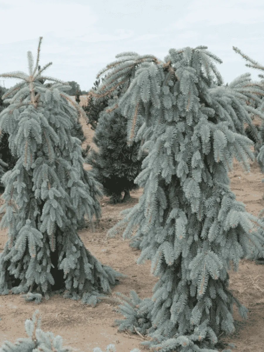 Ель колючая Pendula Ель колючая Pendula