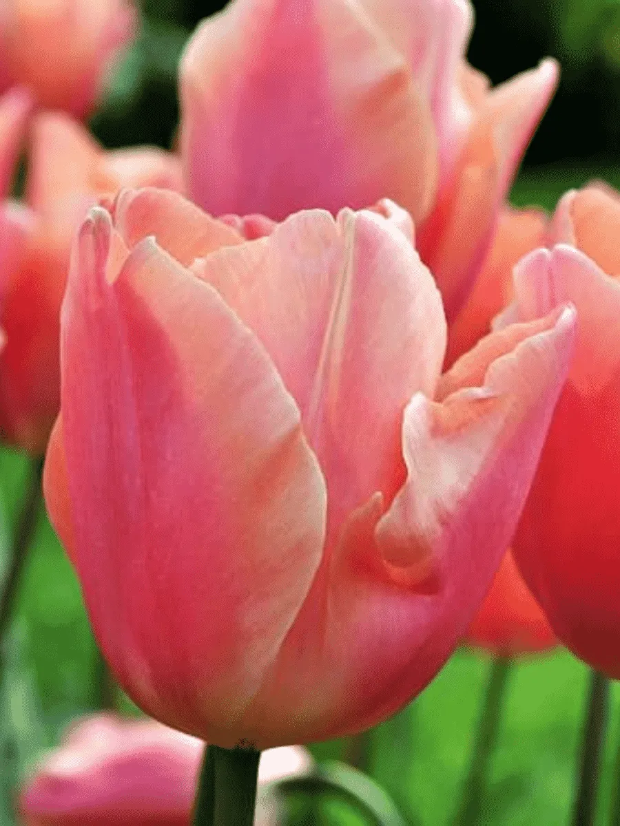 Тюльпан Dragon King