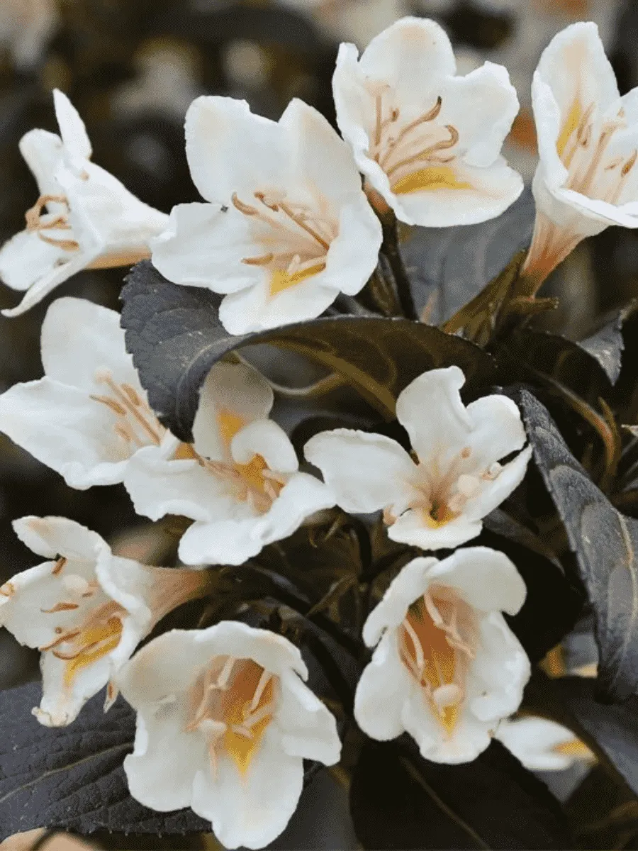 Вейгела цветущая Ebony and Ivory