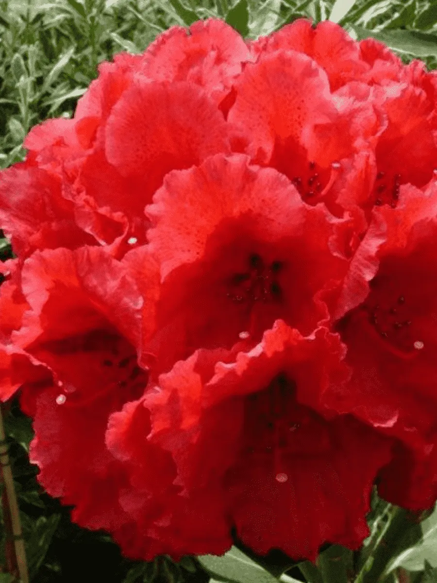 Рододендрон гибридный Red Jack