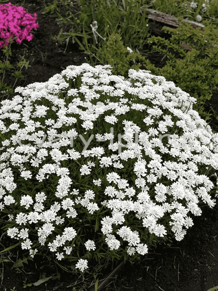 Иберис вечнозеленый Schneeflocke