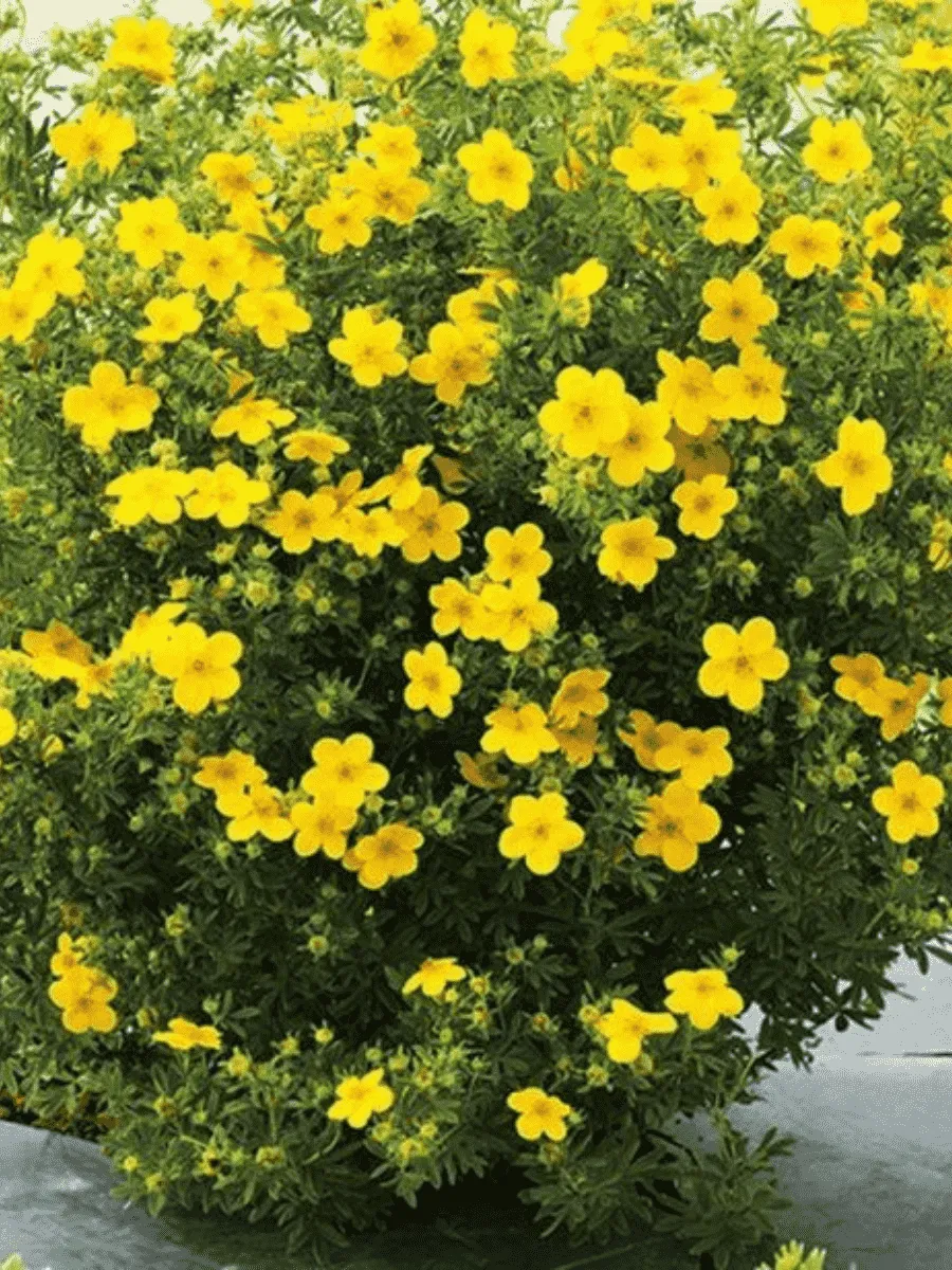 Лапчатка Лапчатка