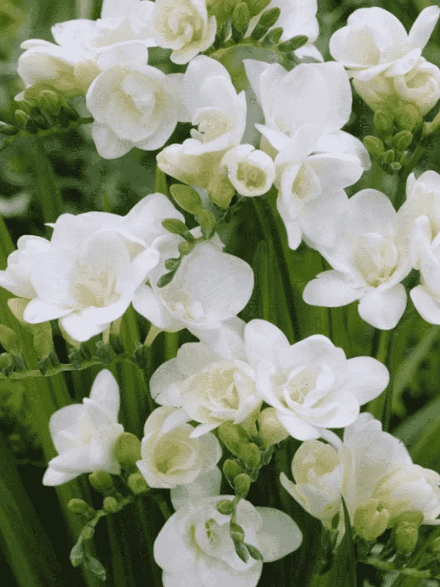 Фрезия Double White Фрезия Double White