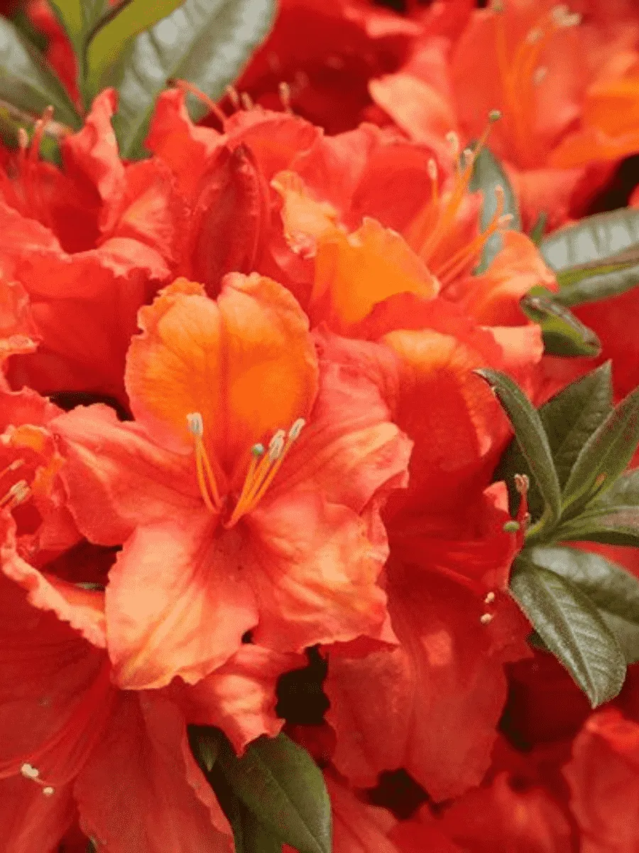 Азалия крупноцветковая Apricot Азалия крупноцветковая Apricot