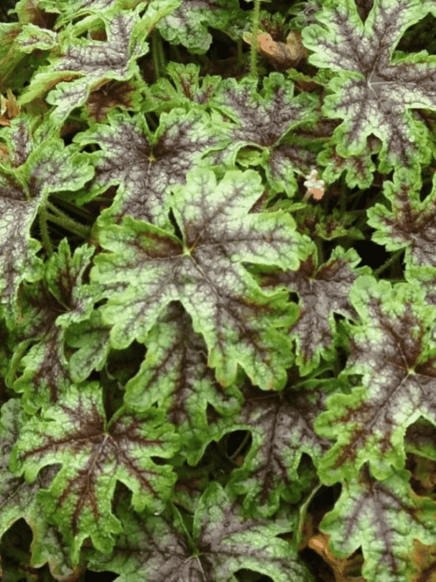 Гейхерелла Гейхерелла