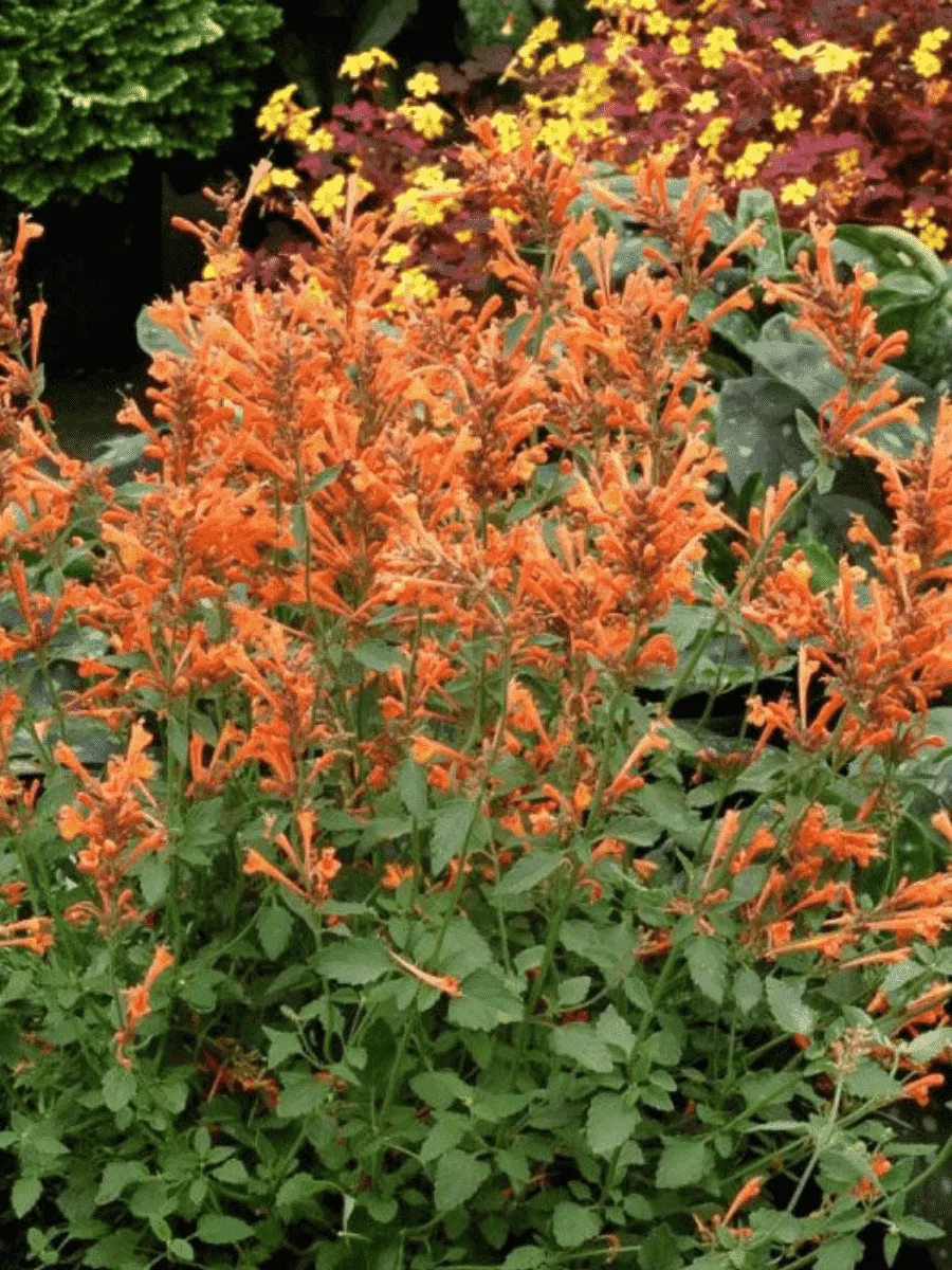 Агастахис анисовый Apricot Sunrise Агастахис анисовый Apricot Sunrise