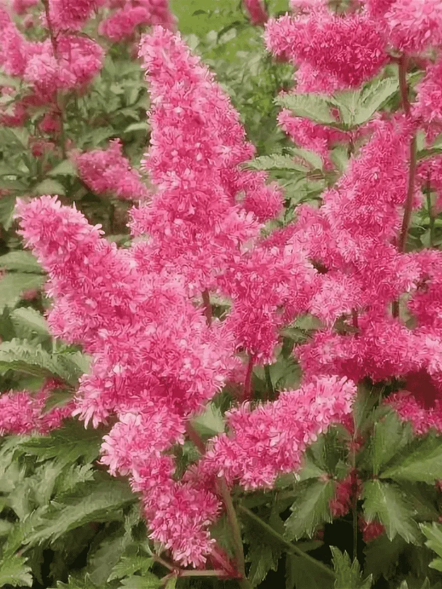 Астильба японская Bonn