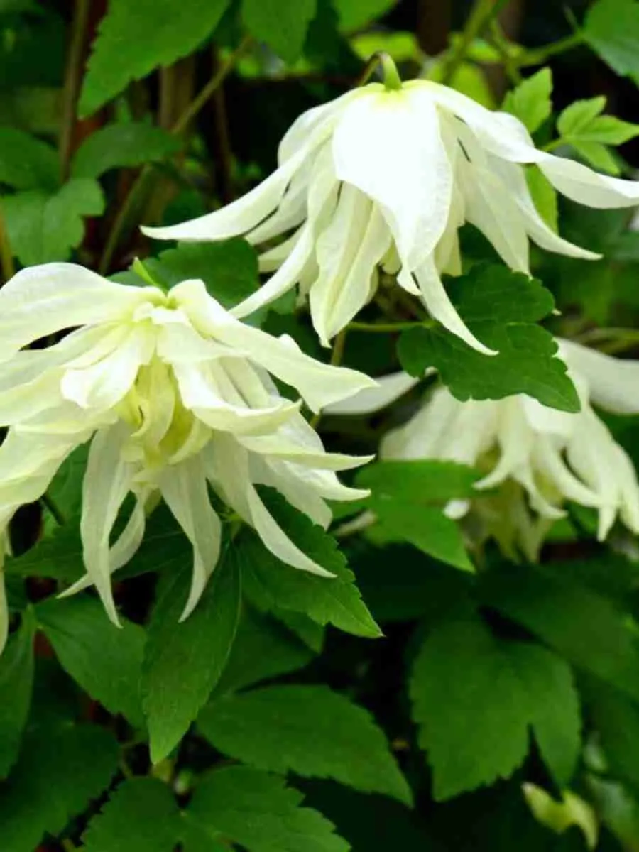 Клематис Lemon Beauty