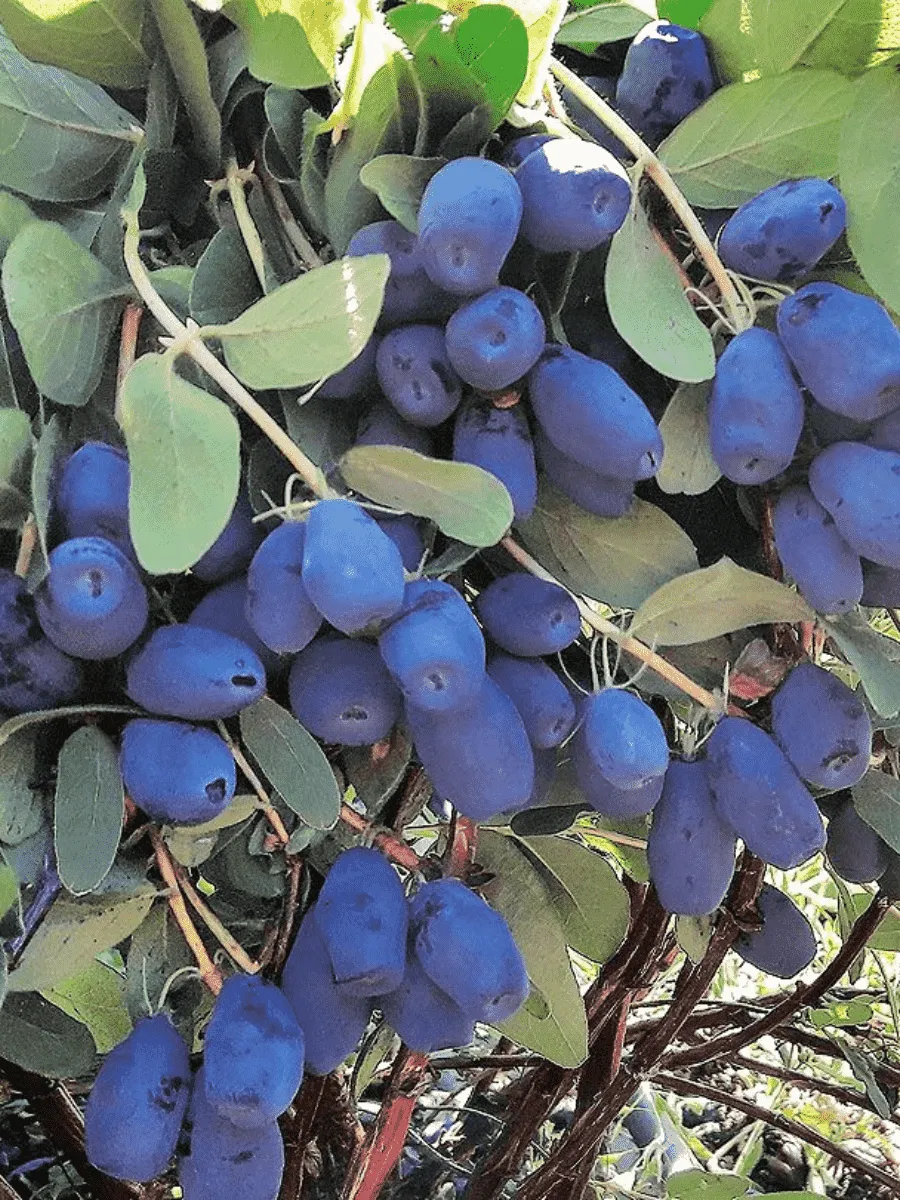 Жимолость плодовая Indigo Gem