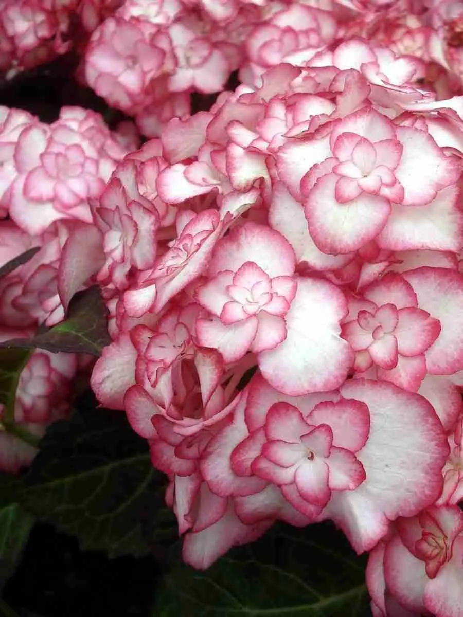 Гортензия крупнолистная You And Me Miss Saori