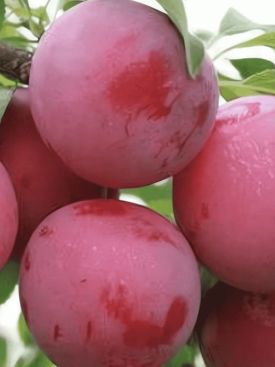 Алыча гибридная Несмеяна Алыча гибридная Несмеяна