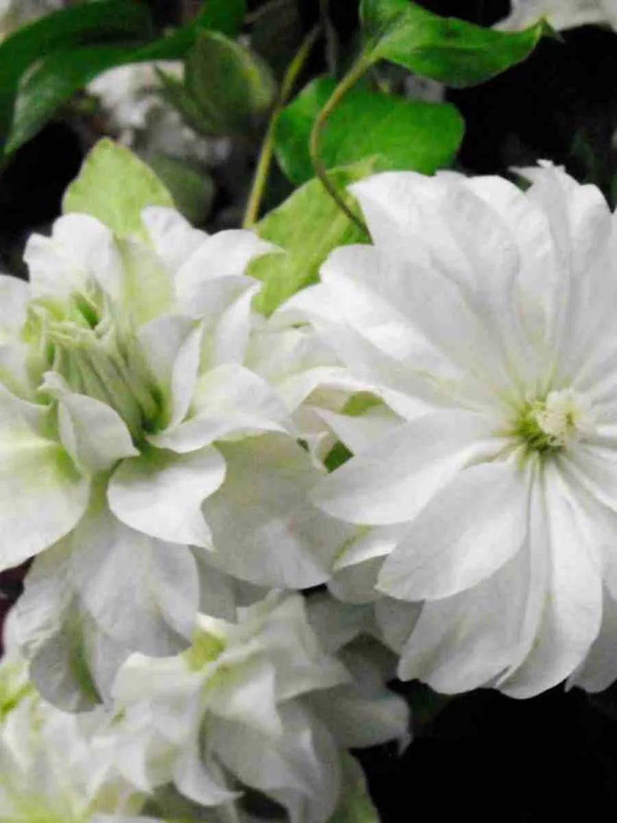 Клематис Maria Skłodowska Curie