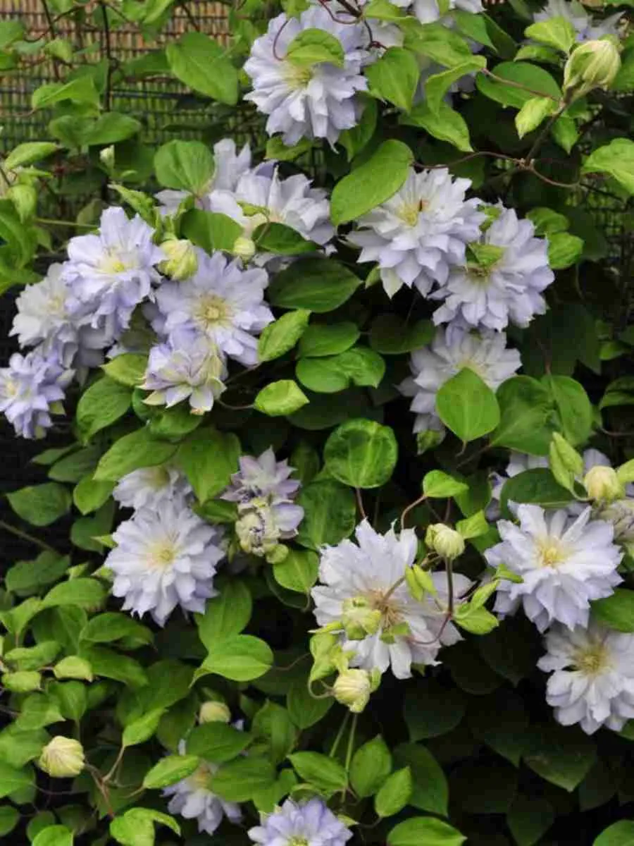 Клематис Diamond Ball