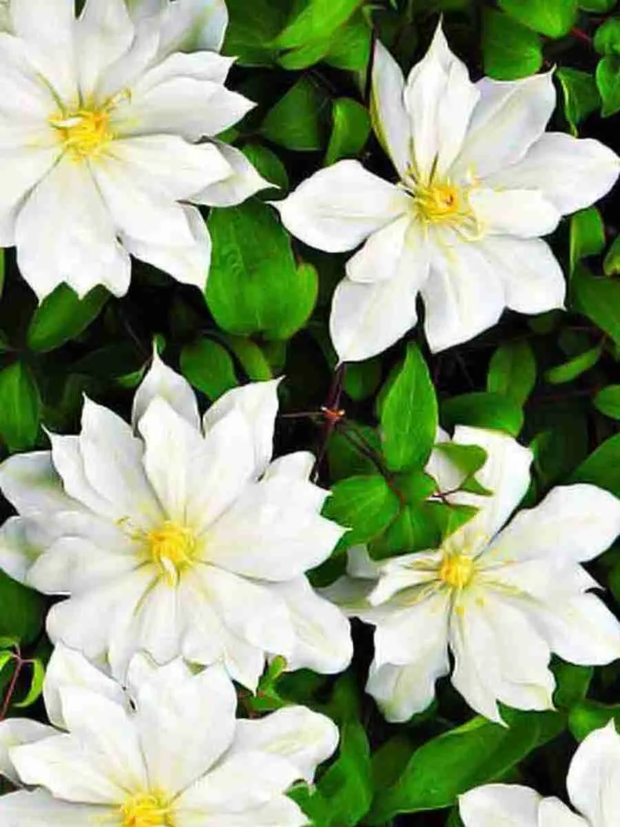 Клематис гибридный Halina Noll Клематис гибридный Halina Noll