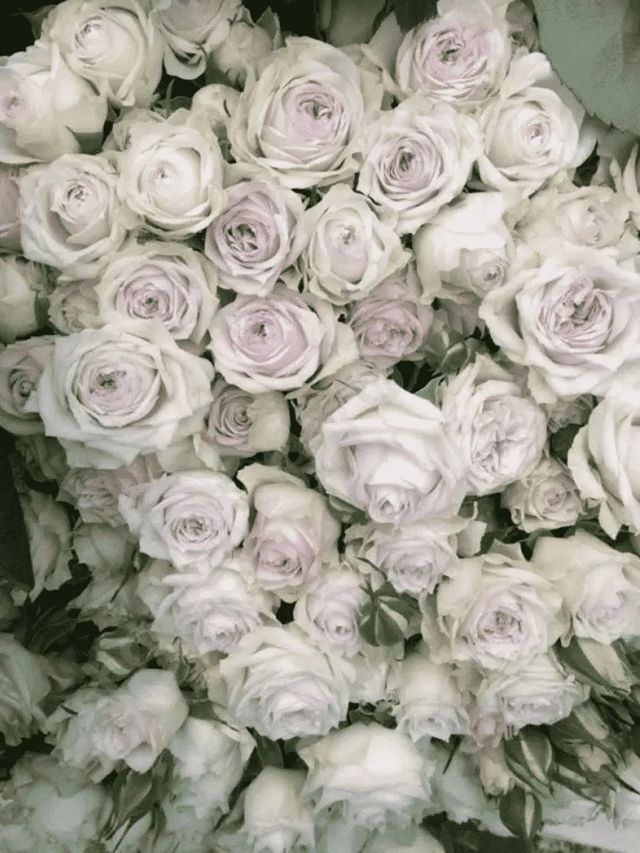 Роза спрей Silver Lace Роза спрей Silver Lace