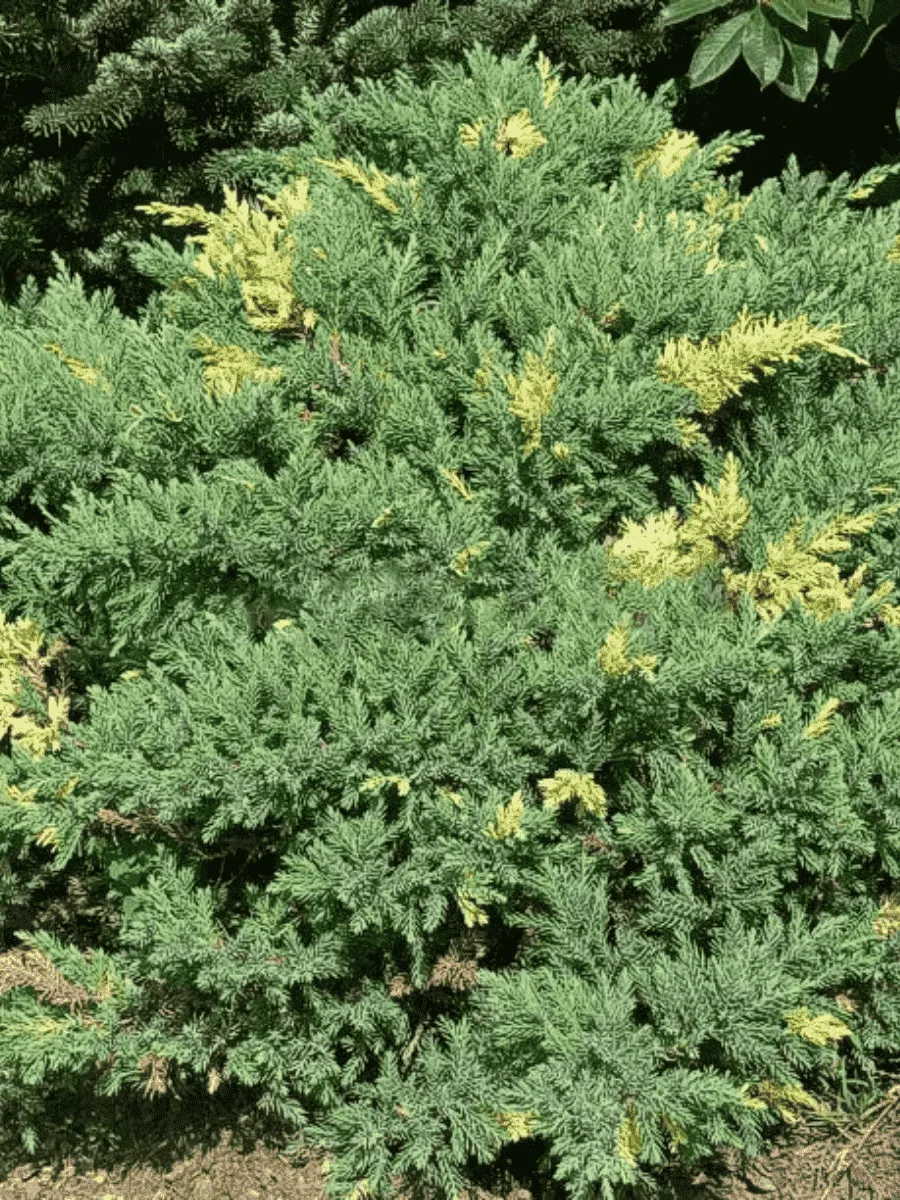 Можжевельник китайский Expansa Aureovariegata