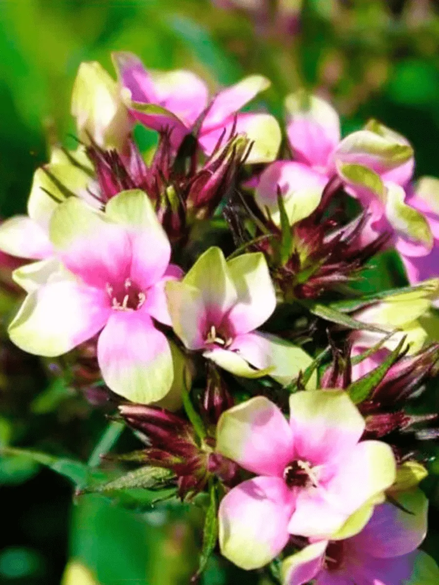 Флокс метельчатый Mystique Green