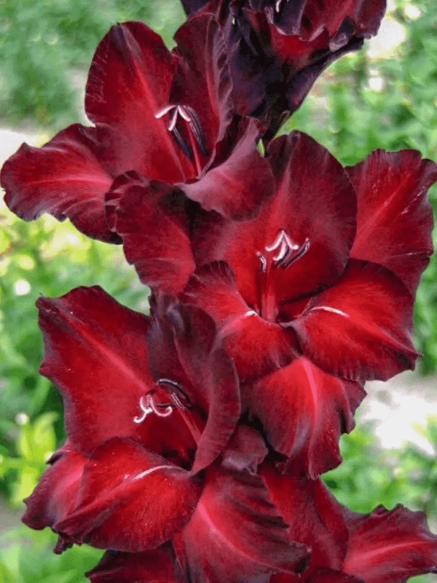 Гладиолус Black Surprise