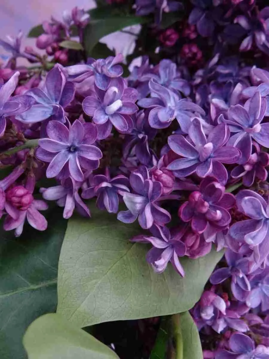 Сирень обыкновенная Виолетта