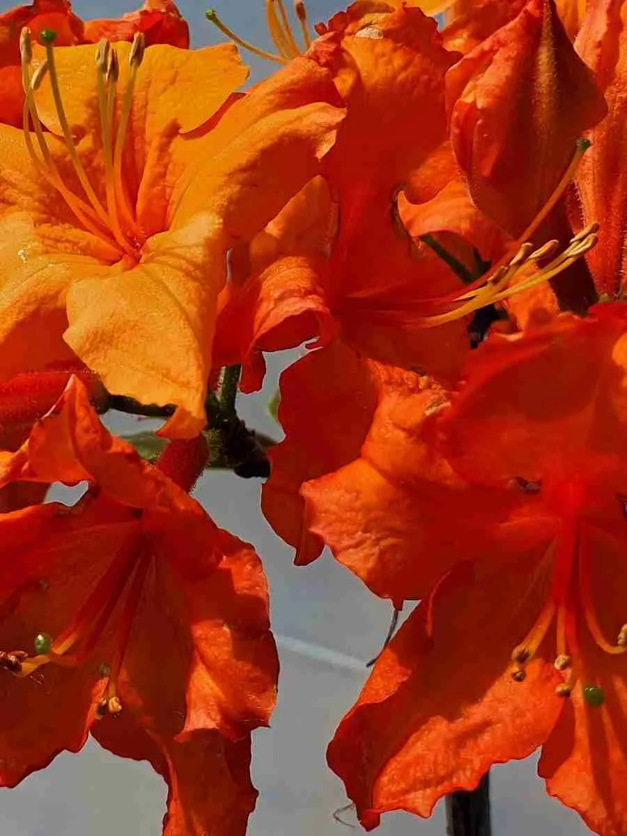 Азалия крупноцветковая Apricot Азалия крупноцветковая Apricot