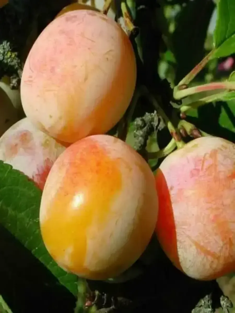 Слива домашняя Яхонтовый мёд Слива домашняя Яхонтовый мёд