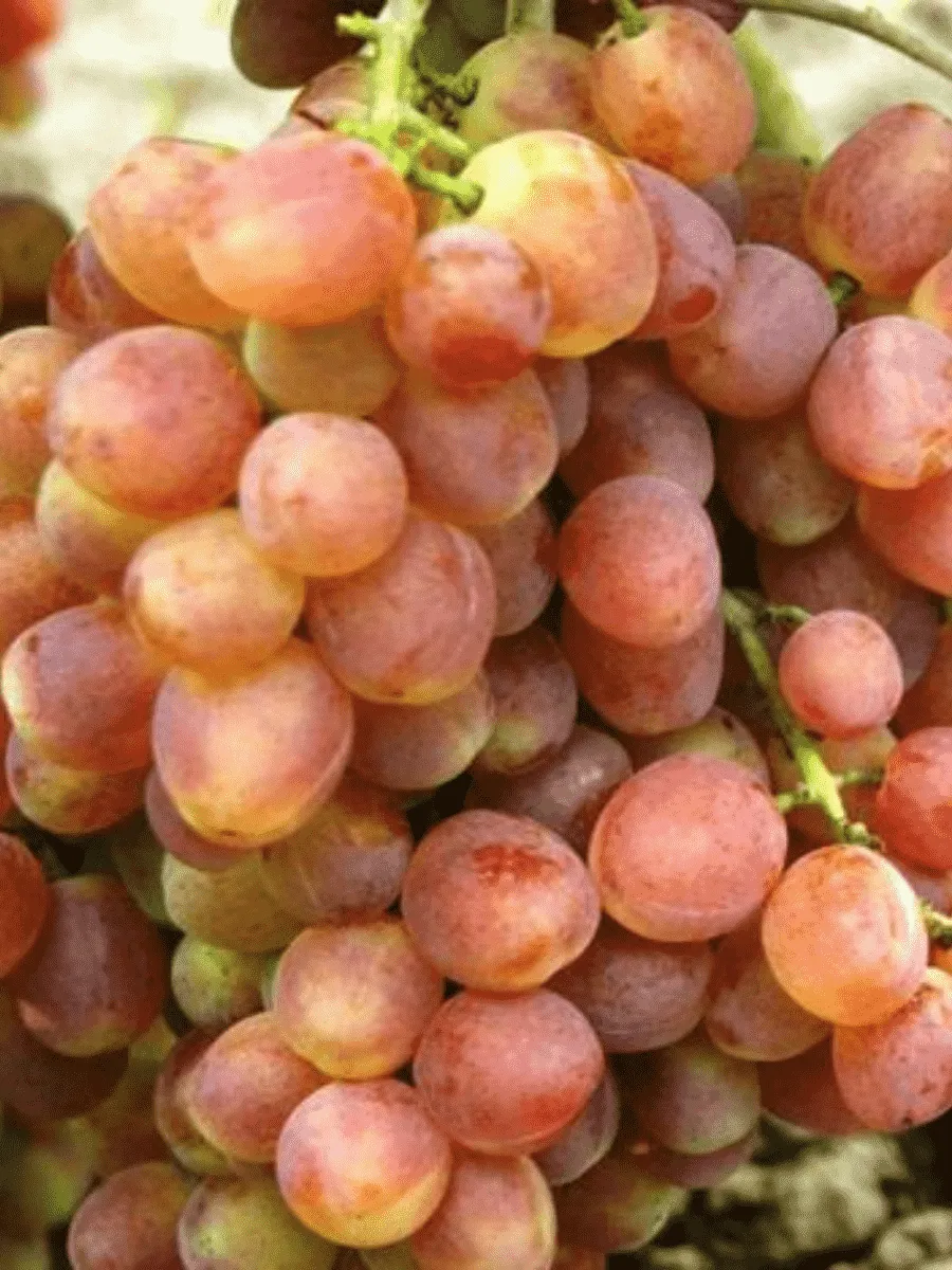 Виноград культурный Кеша Виноград культурный Кеша