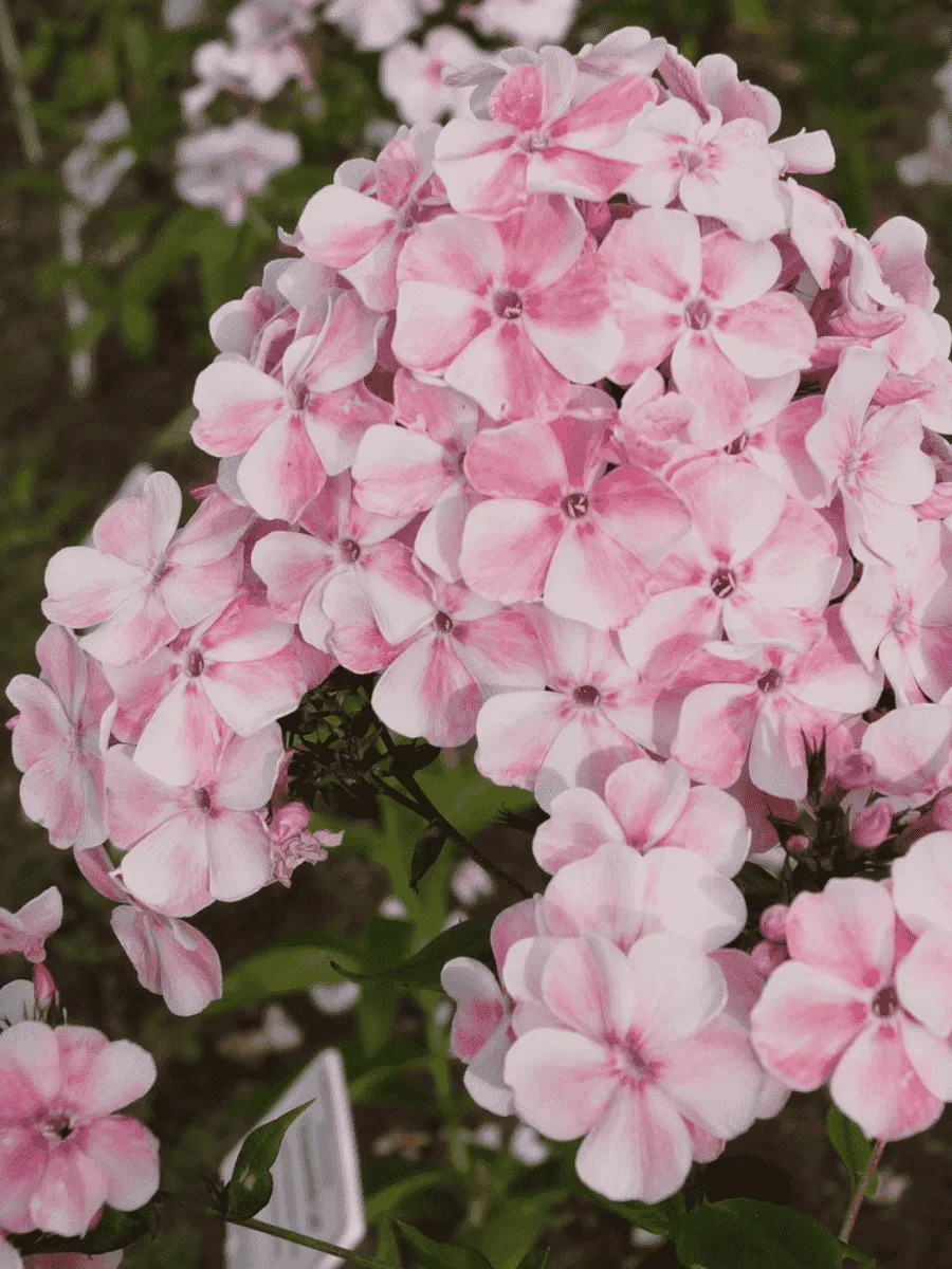 Флокс метельчатый Румянец девушки