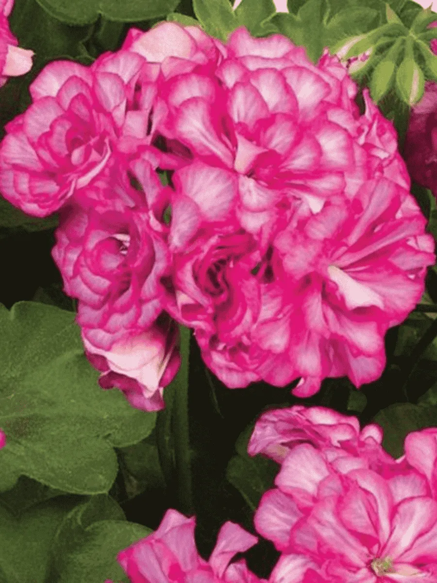 Пеларгония плющелистная  Grandeur Ivy Arctic Scarlet кашпо Пеларгония плющелистная  Grandeur Ivy Arctic Scarlet кашпо