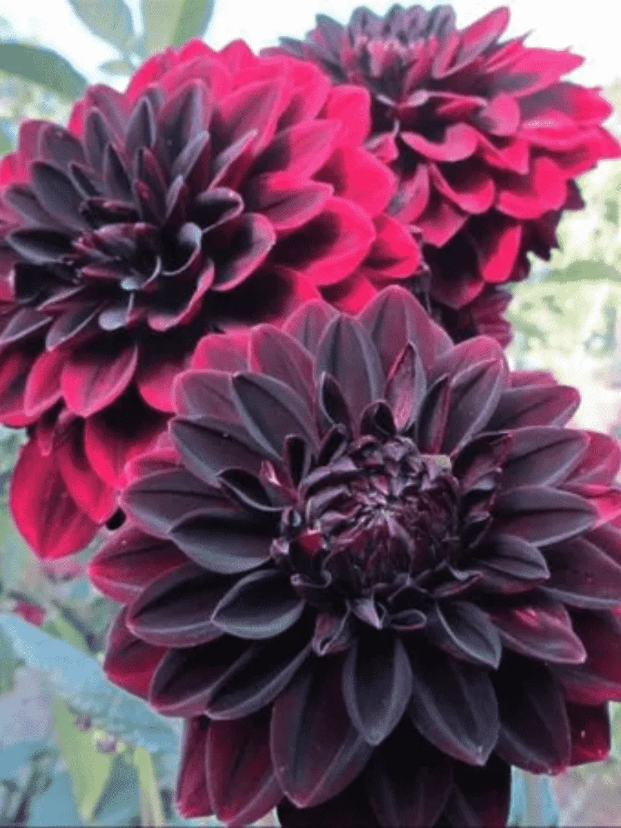 Георгина El Nino