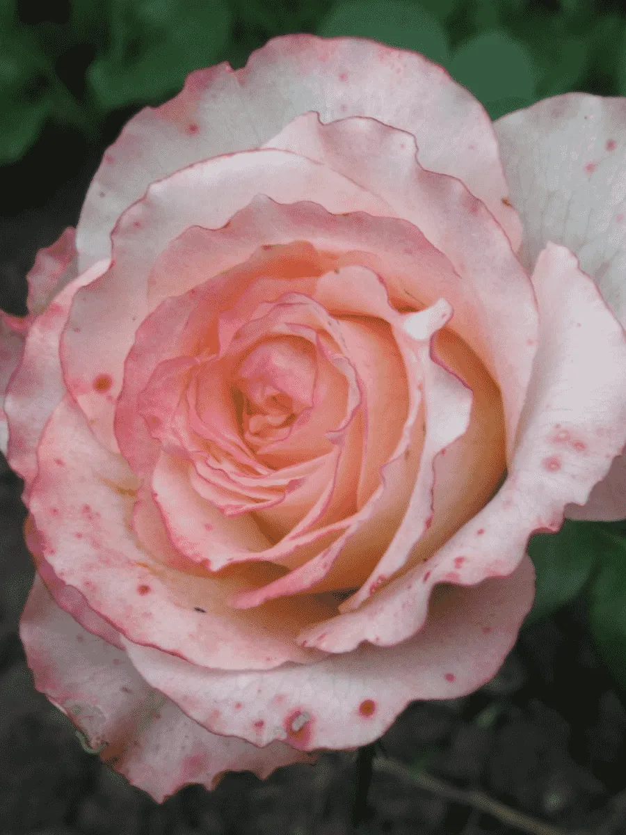 Роза чайно-гибридная Duett