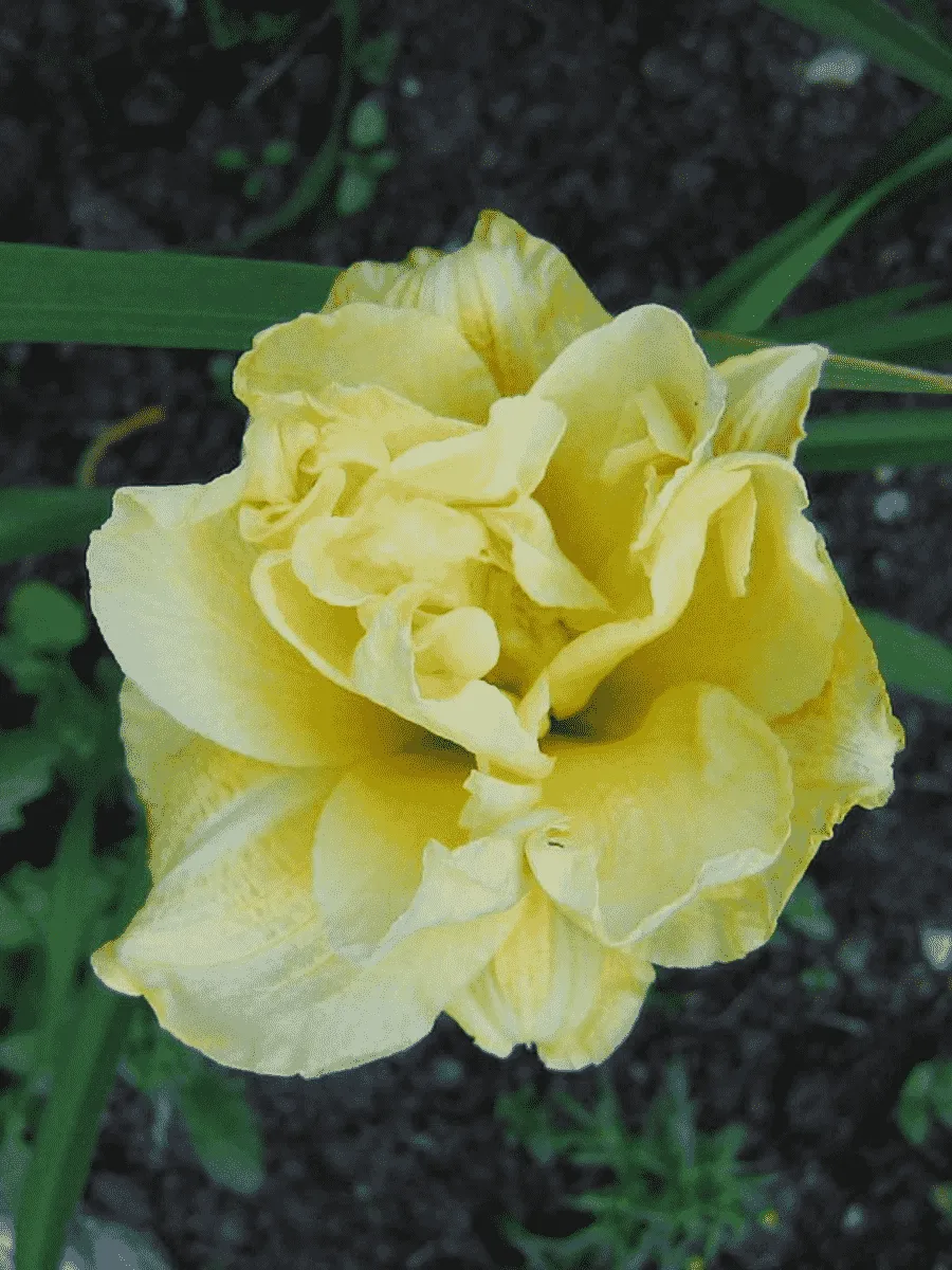 Лилейник Shamrock Double Lemon