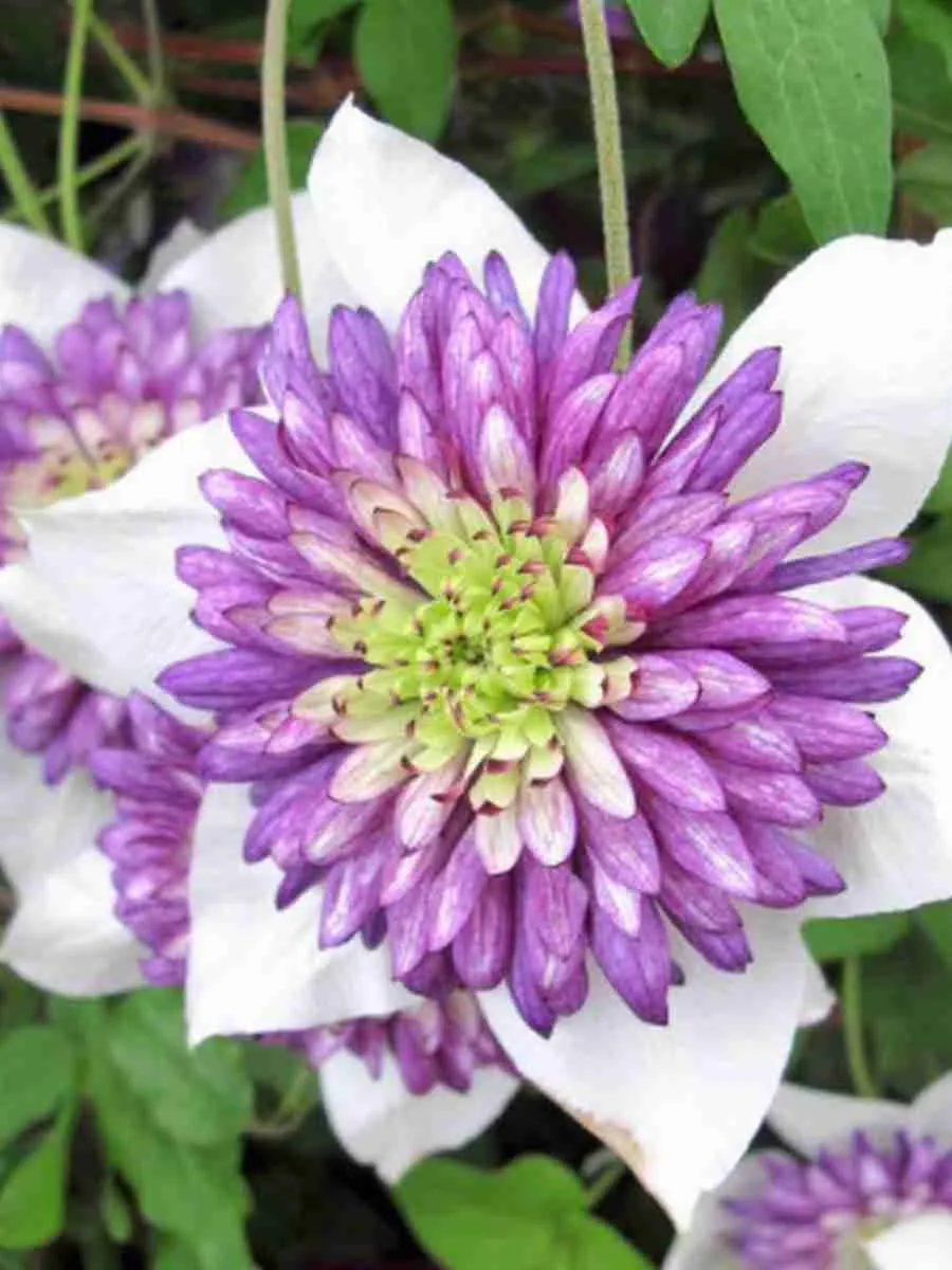 Клематис Viennetta