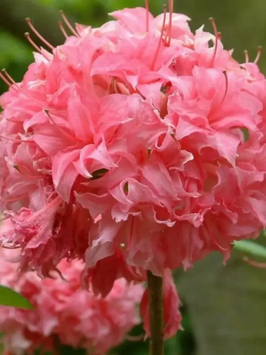 Азалия крупноцветковая Homebush Азалия крупноцветковая Homebush