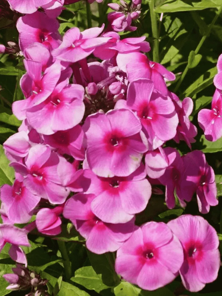 Флокс метельчатый Adessa Special Rose Eye