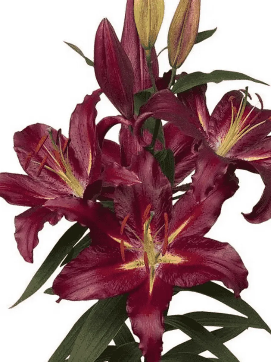 Лилия Commitment