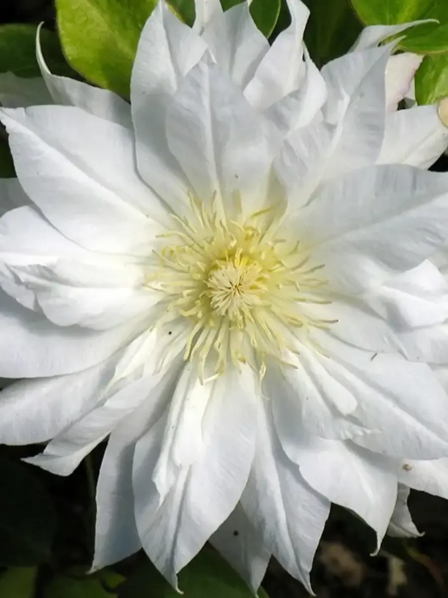 Клематис гибридный First Love Клематис гибридный First Love