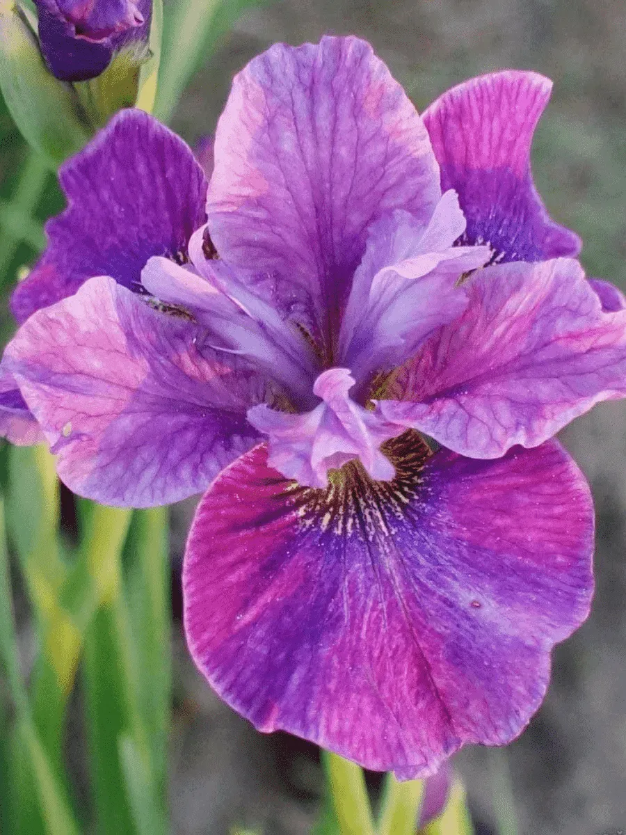 Ирис сибирский Roaring Jelly