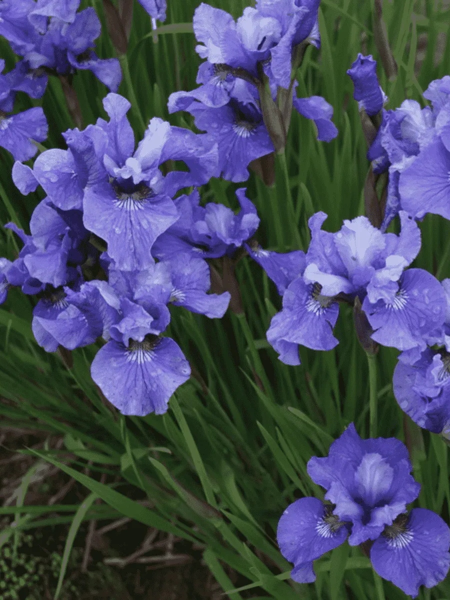 Ирис сибирский Ego