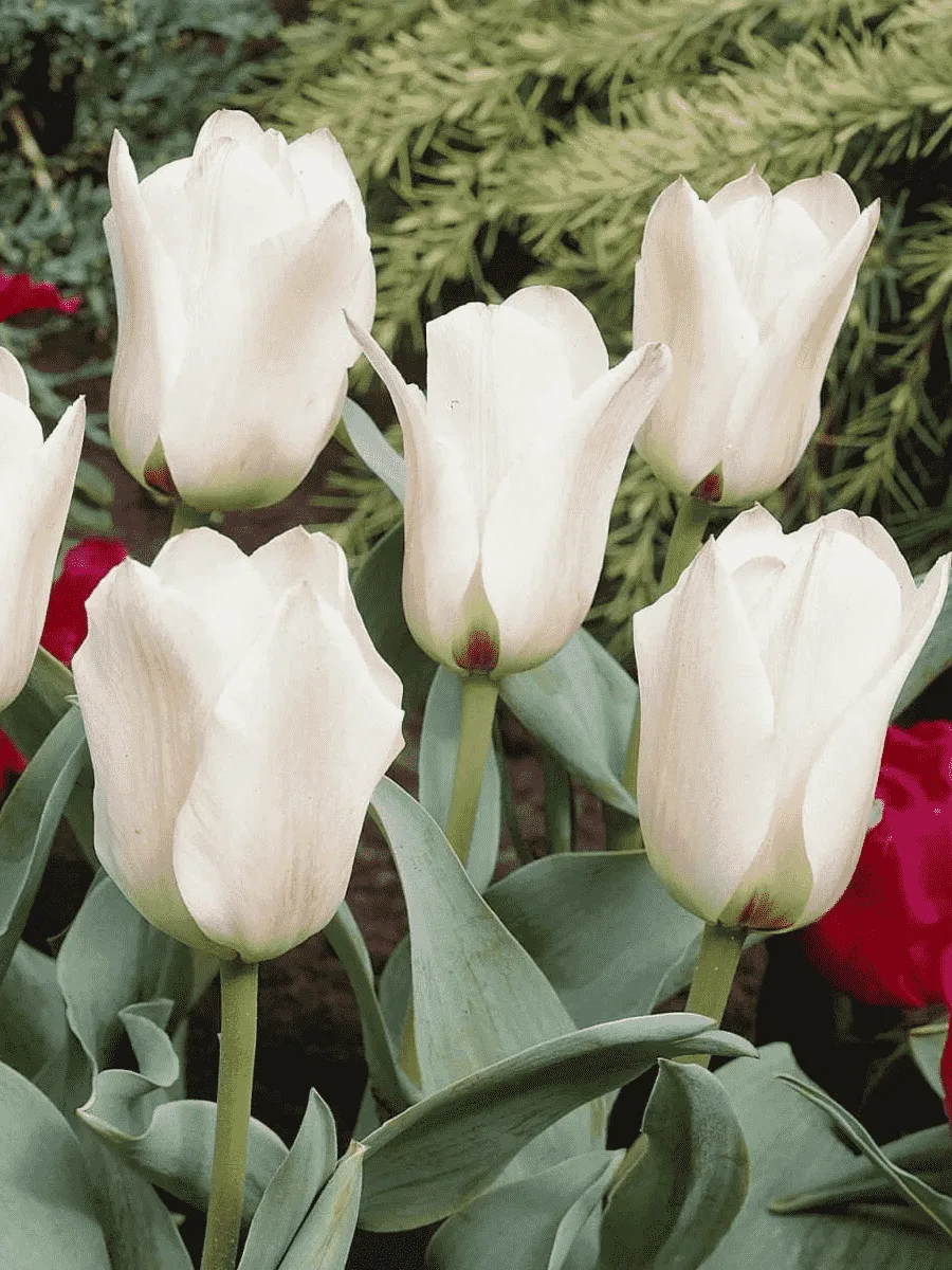 Тюльпан ботанический Albion Star