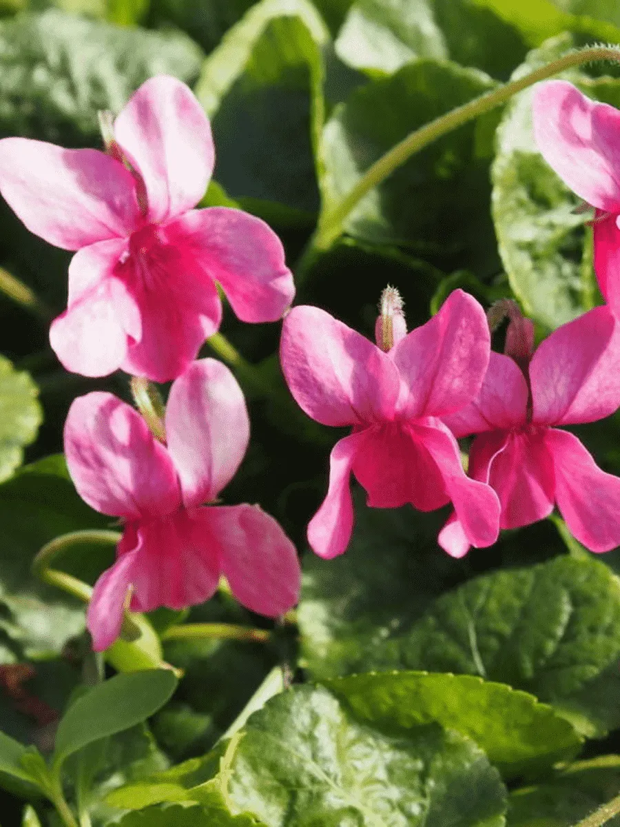 Виола душистая Coeur D'alsace