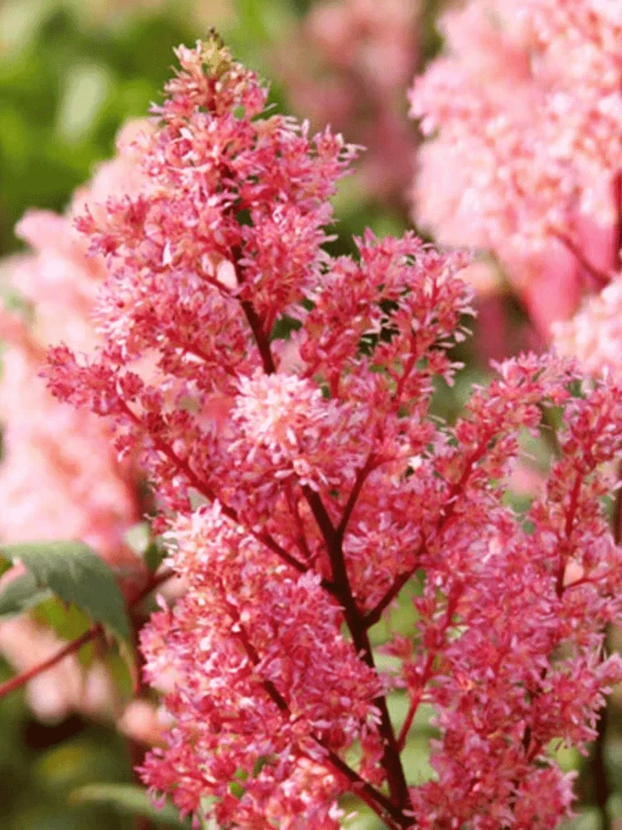 Астильба японская Lollypop Астильба японская Lollypop