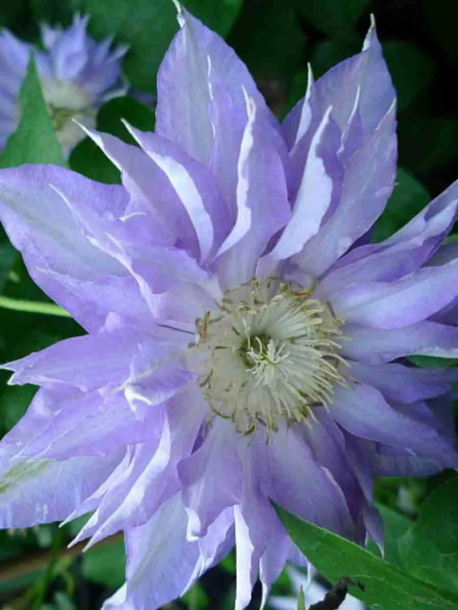 Клематис Thyrislund