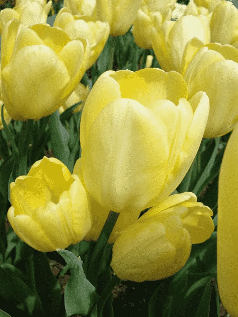 Тюльпан Hans Dietrich Genscher