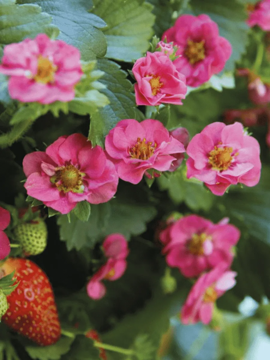 Земляника Summer Breeze pink Земляника Summer Breeze pink