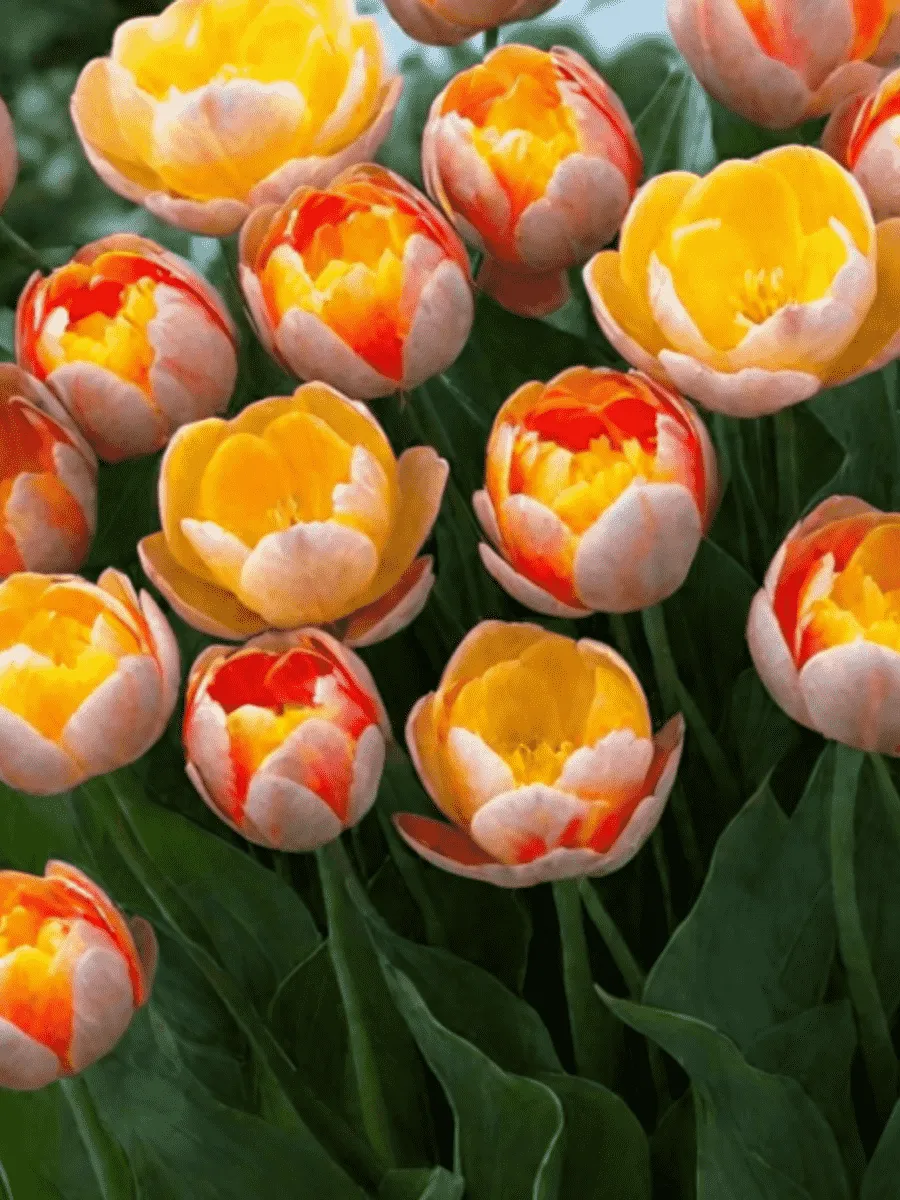 Тюльпан Granny Award