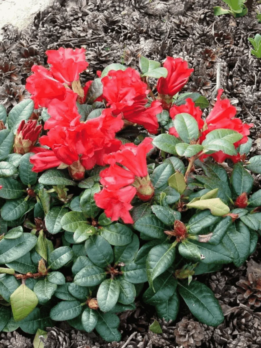 Рододендрон ползучий Scarlet Wonder