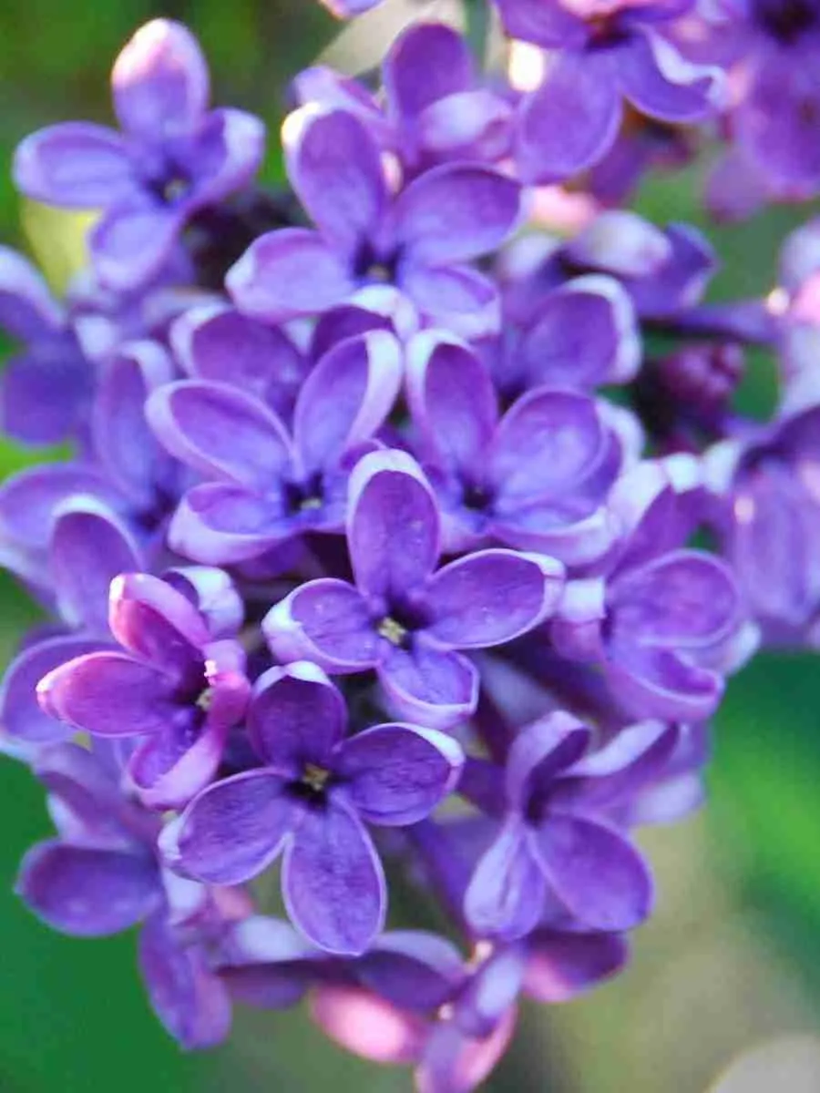 Сирень обыкновенная Сиреневое счастье