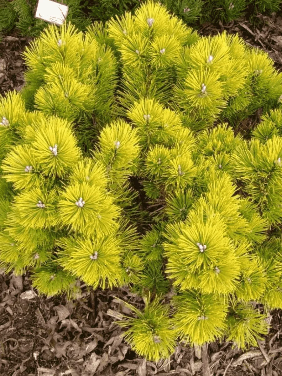 Сосна горная Golden Glow Сосна горная Golden Glow