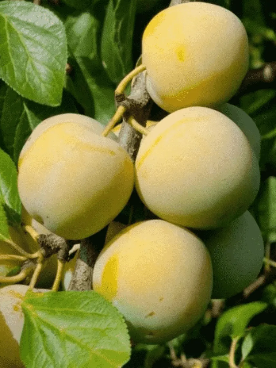 Слива домашняя Ренклод ранний Слива домашняя Ренклод ранний