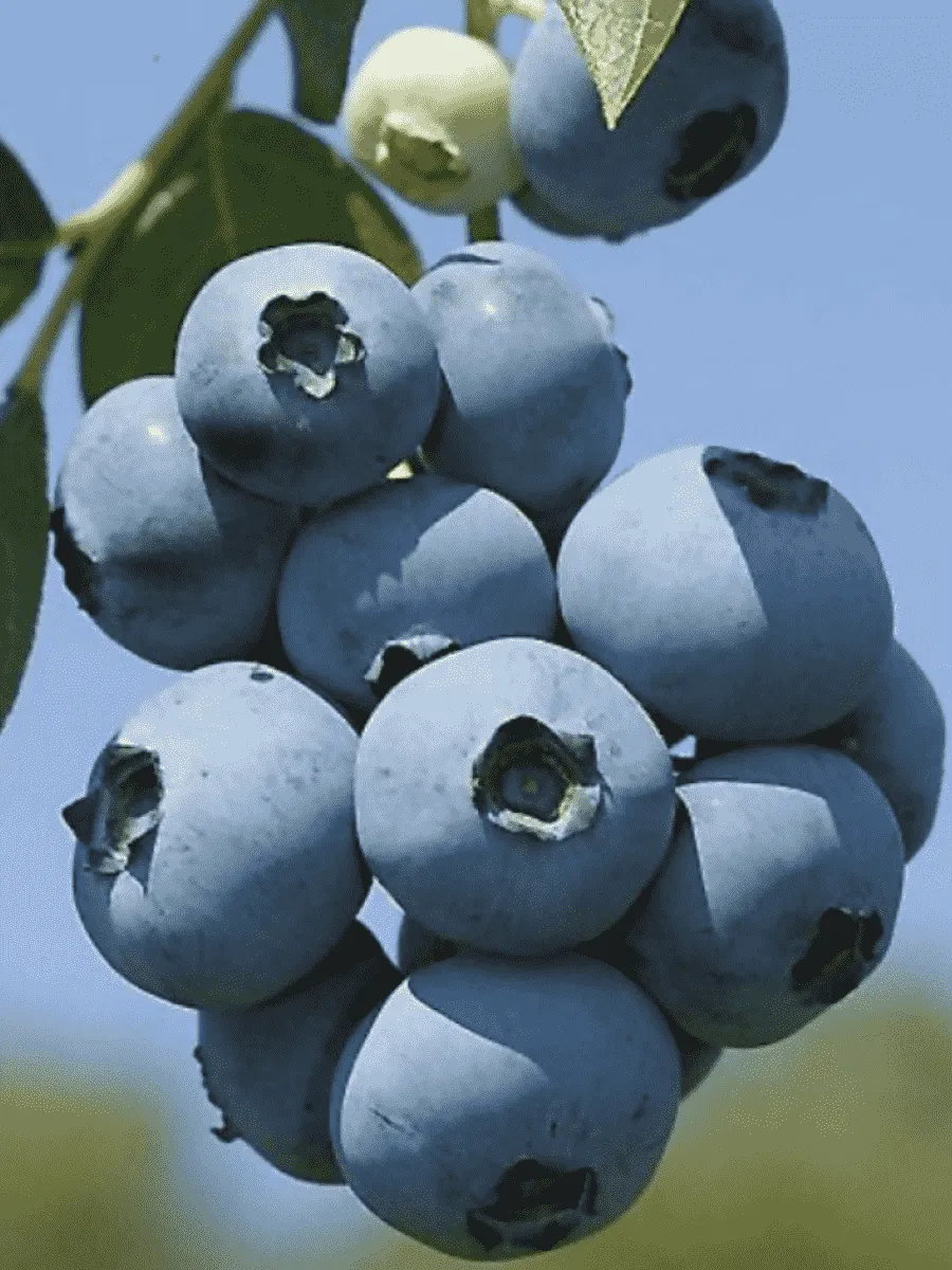 Голубика высокорослая Brigitta Blue